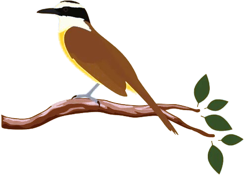 Bem-te-vi do logo da Pousada Capão Fôrro